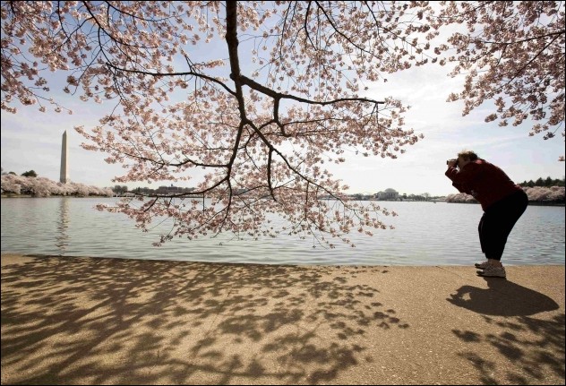 Cherry blossom in Washington