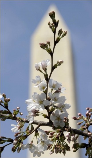 Cherry blossom in Washington