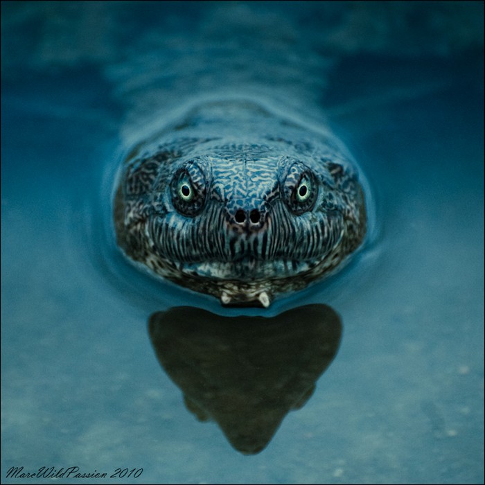 the-most-amazing-animal-close-ups