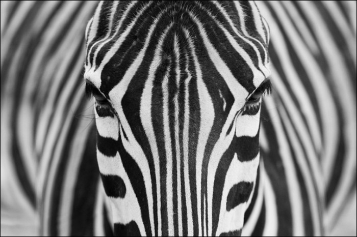 The most amazing animal close-ups