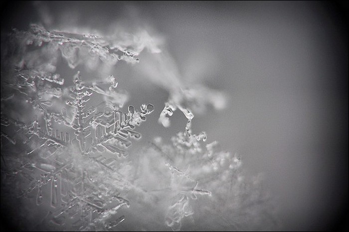 snow flock