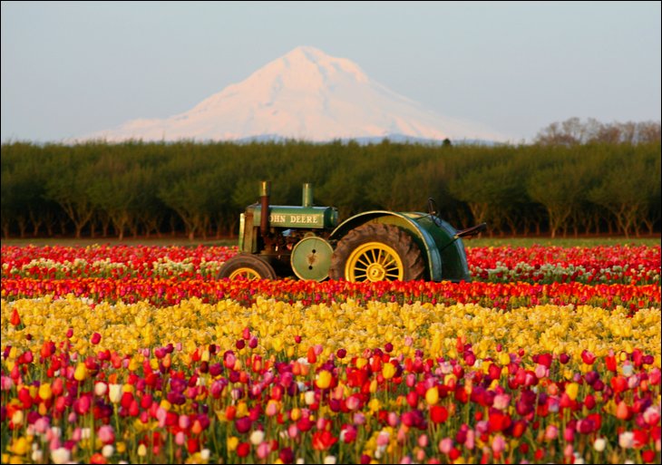 Holland Tulip Fields: Rainbow that lasts little longer - Fun Guerilla