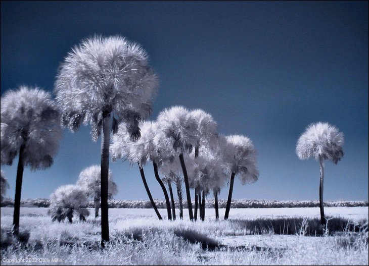 Infrared Photos