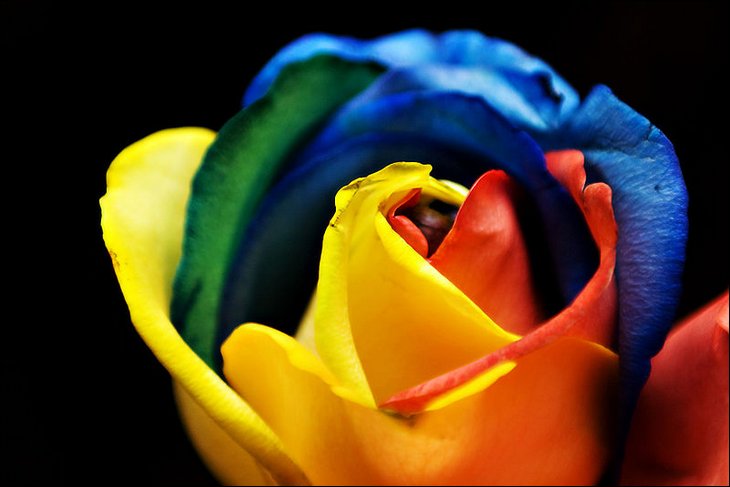 Rainbow Roses