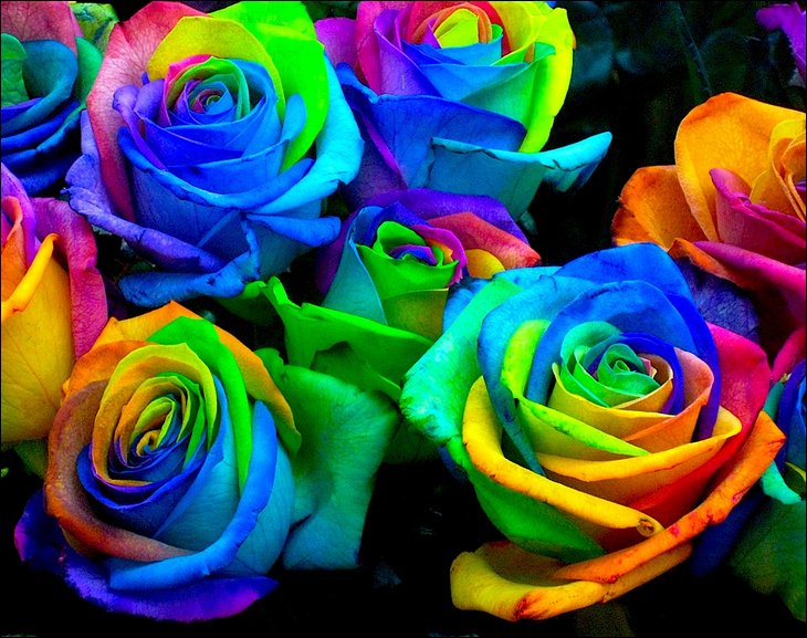 All Colours Roses