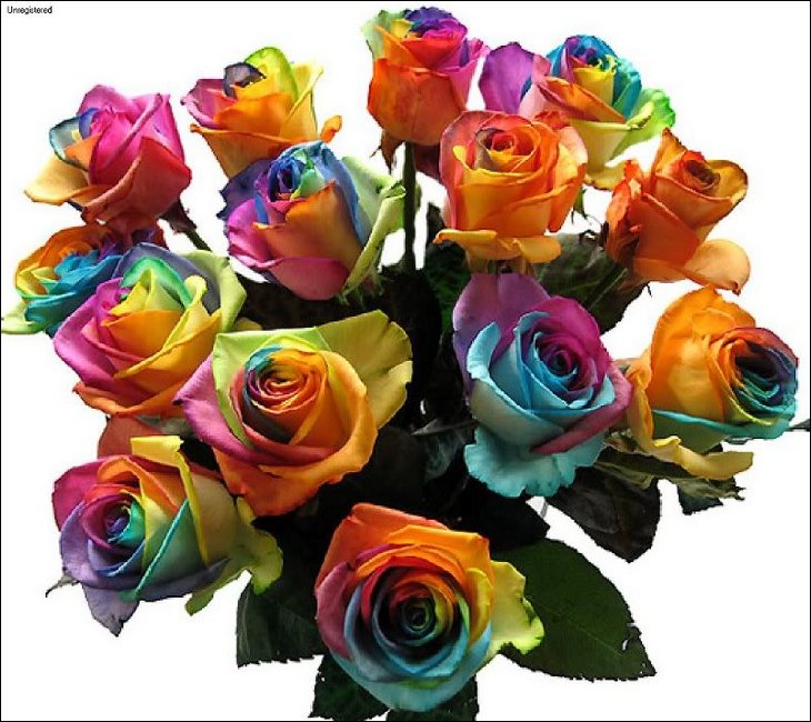 Rainbow Roses