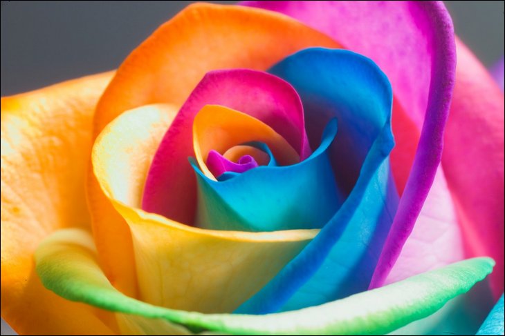 Rainbow Roses