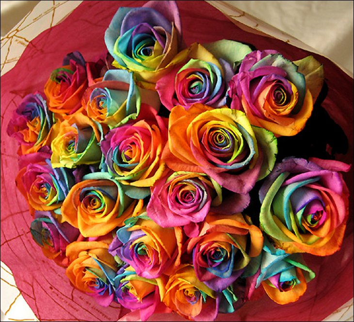 Rainbow Roses