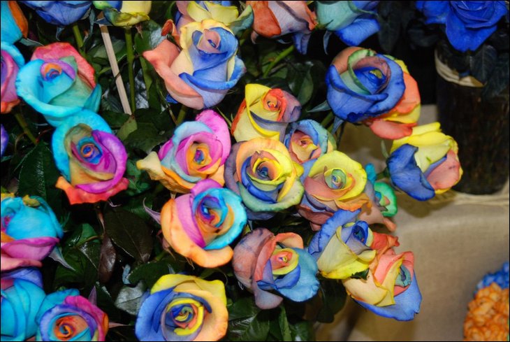 rainbow-roses15.jpg