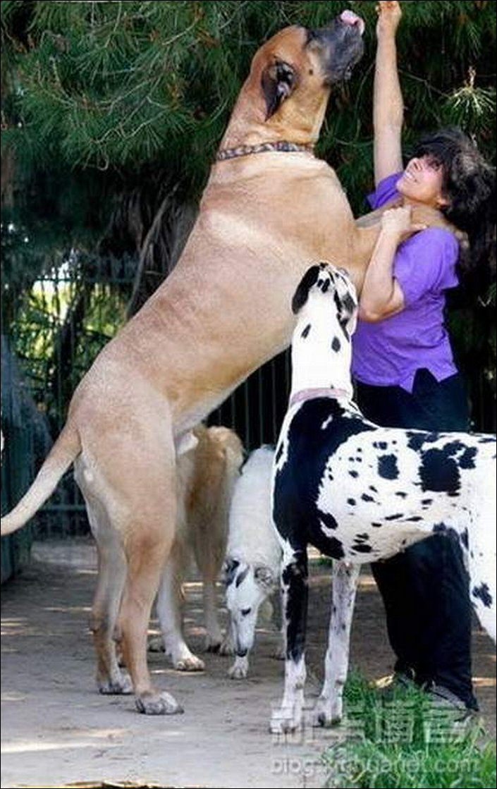 The Biggest Dogs