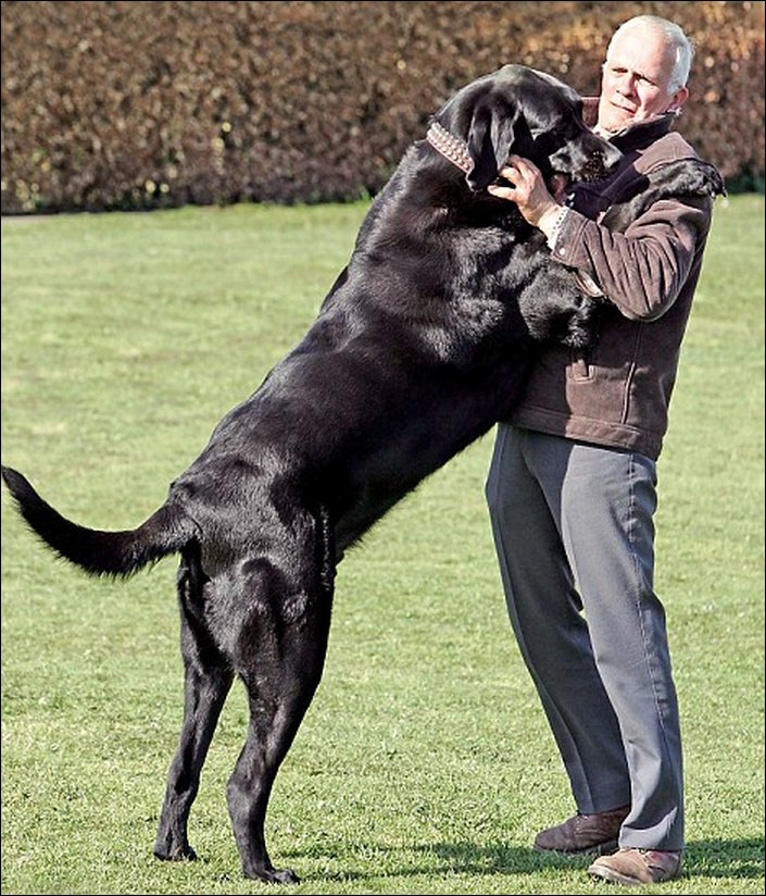 The Biggest Dogs