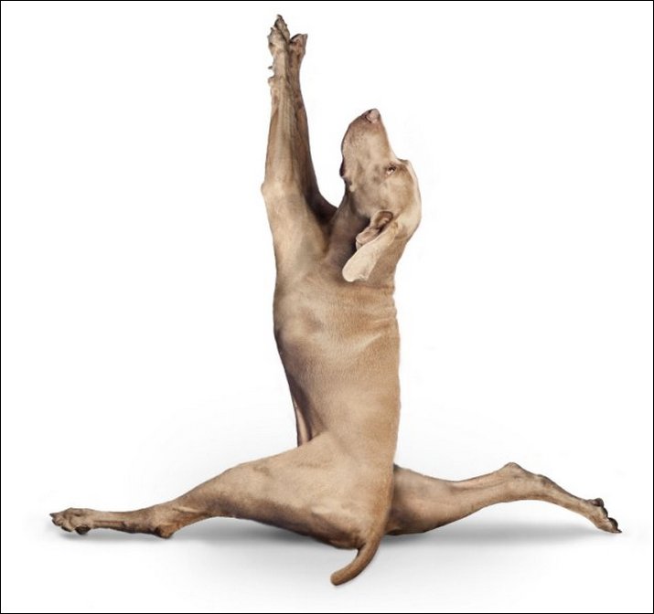 Yoga Dogs Learn yoga from dogs, Does dogs do Yoga