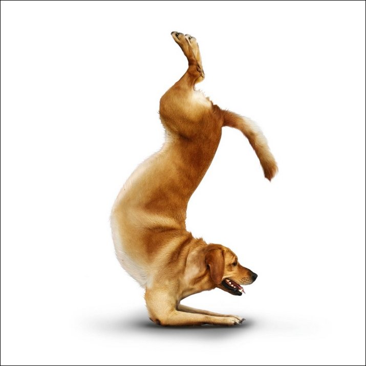 Yoga Dogs Learn yoga from dogs, Does dogs do Yoga