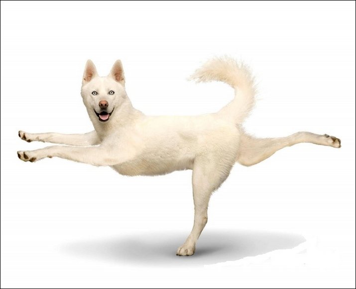 yoga-dogs15.jpg