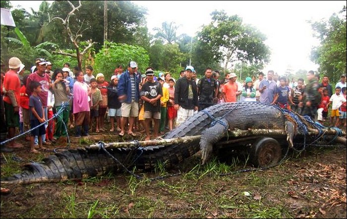 saltwater crocodile largest anaconda ever recorded