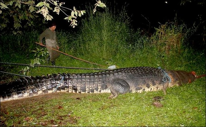 Biggest Crocodile Ever Caught