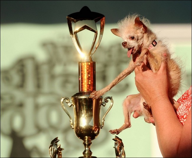 The ugliest dogs of 2011