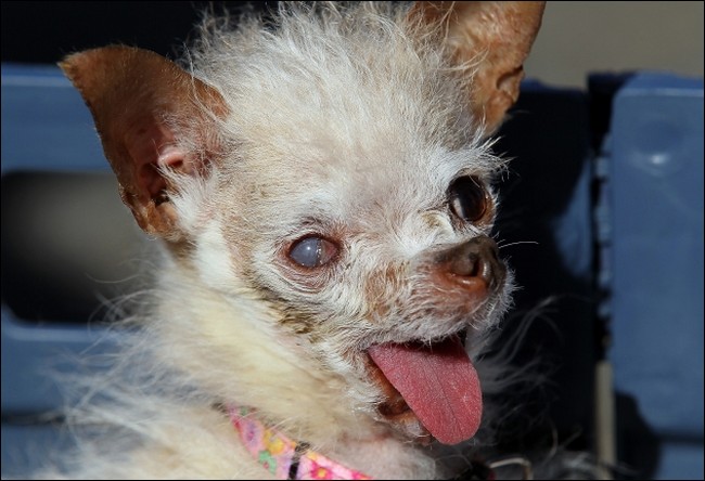 The ugliest dogs of 2011
