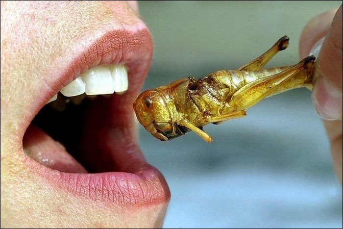 edible insects