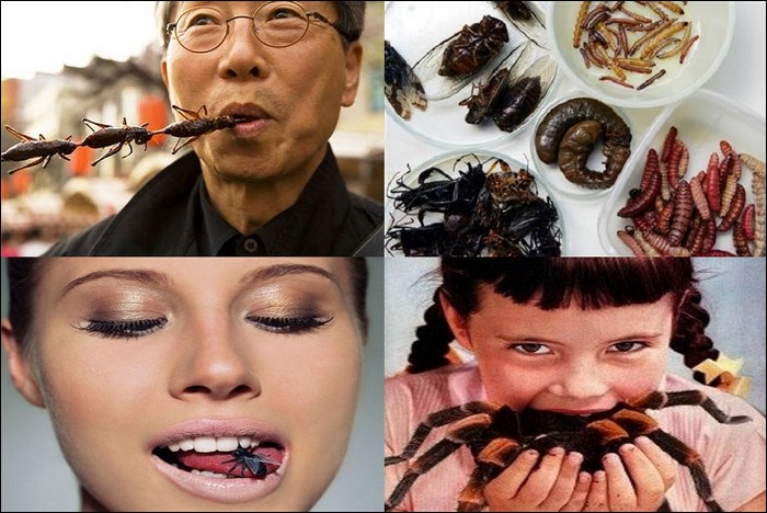 edible insects