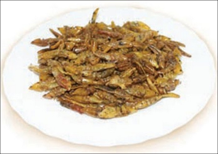 edible insects