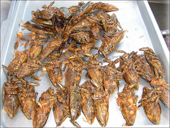 edible insects