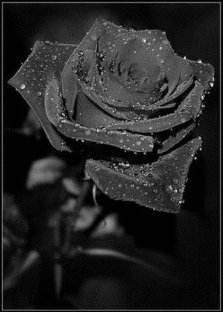 black color rose