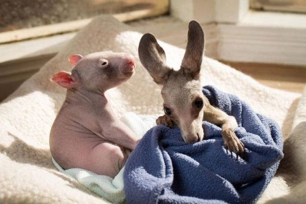 kangaroo-wombat-far