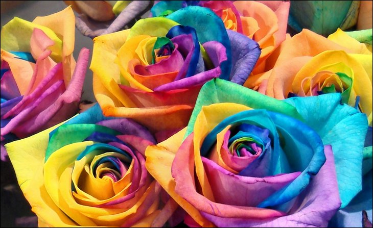 Rainbow Roses: All Colors in One Rose