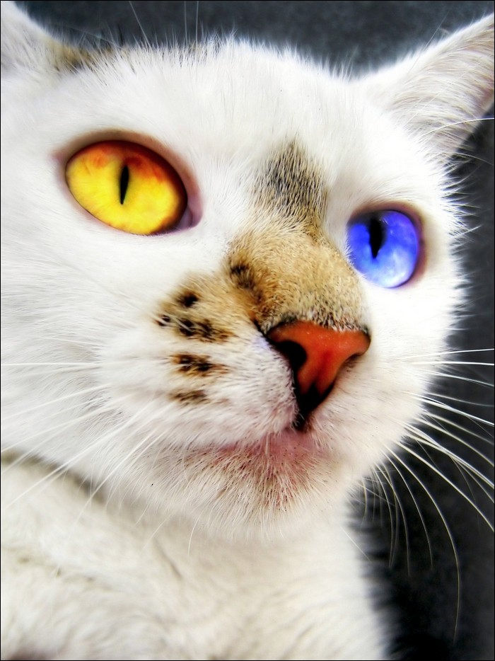 Picture Of Cats To Color : Rainbow Colored Cat - Opie : Post pictures ...