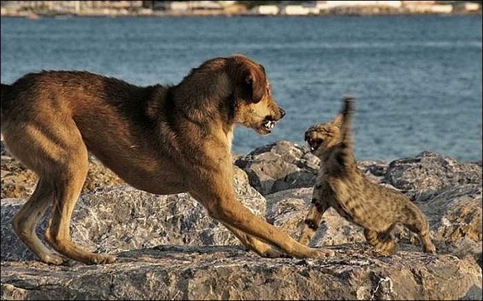 Dogs VS. Cats