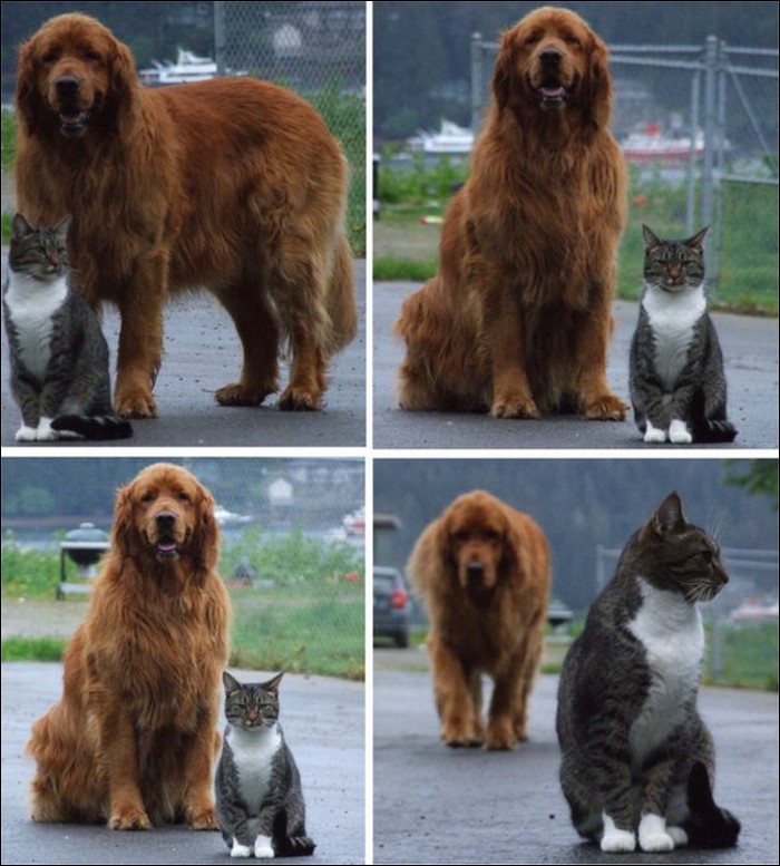 Dogs VS. Cats