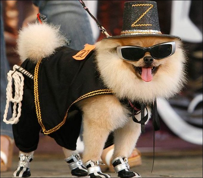 Dogs having their own Halloween parade