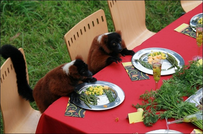 A feast for lemurs