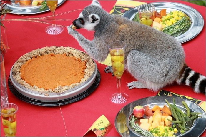 A feast for lemurs