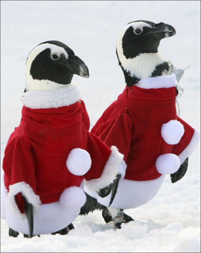 Santa Penguins