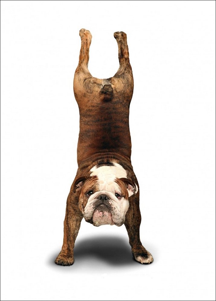 Yoga Dogs