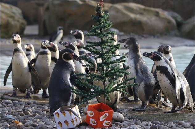 Christmas in Zoo