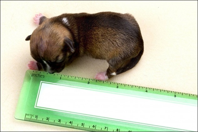 Beyonce, the world\'s smallest dog