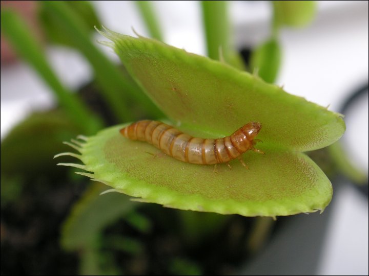Venus Fly Trap: Very Hungry Plant