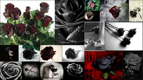 Black Rose: Beauty that does(not) exist