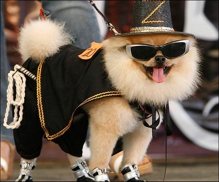 Dogs having their own Halloween parade