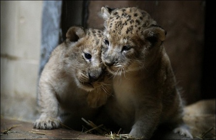 Baby lion twins from Bulgarian zoo