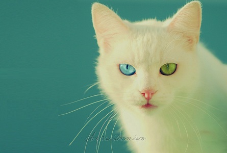Cats with different eye colors: NOT PHOTOSHOPPED!