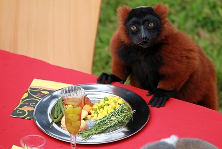 A Thanksgiving feast for lemurs