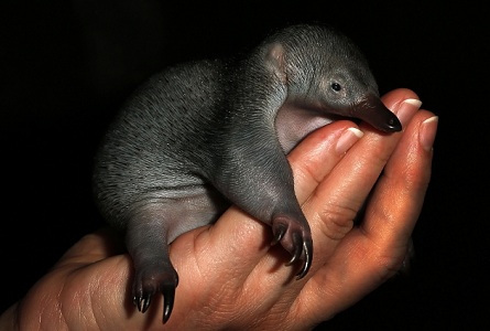 Thorny Anteater Baby