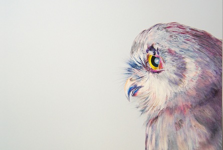 Photo-realistic Drawings of Beautiful Owls