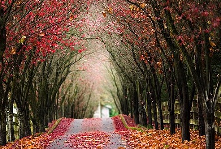 Fantastic Beauty of Tree Tunnels