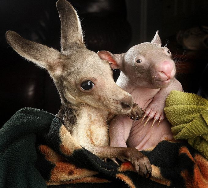 Adorable Friendship  Between Baby Kangaroo And Baby Wombat